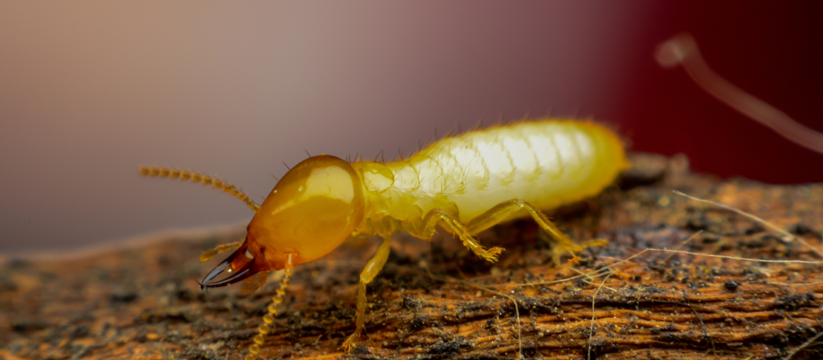 termite control